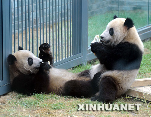 7月29日，两只“奥运熊猫”在进餐。来自卧龙的8只“奥运熊猫”自6月5日亮相以来，北京动物园熊猫馆已经陆续接待100余万游客。 新华社记者 李文 摄 