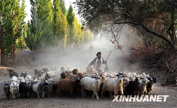 傍晚，哈密地区的牧民赶着羊群回家