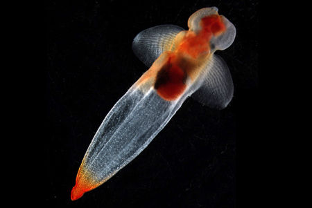 海天使，体型非常小，呈透明胶状，生长于极地海域，而温暖海域的种类小上许多。