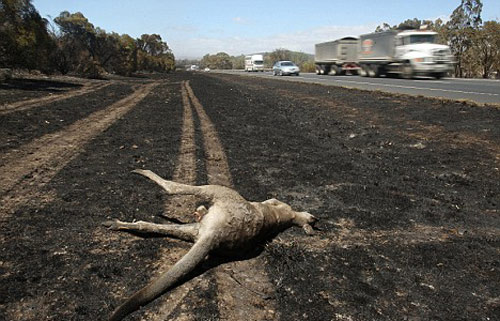 オーストラリア 山 火事 原因