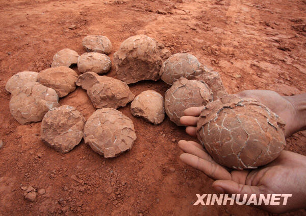 江西省南康市で恐竜卵化石を発見_China.org.cn