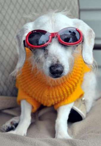世界最長寿の犬が21歳の誕生日 白内障でサングラスをかける China Org Cn