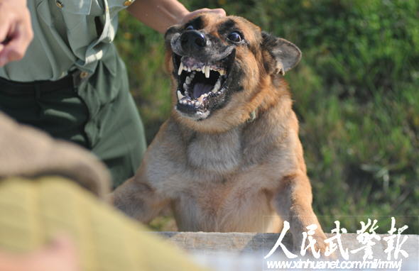 国慶節の安全を担う武装警察犬 China Org Cn