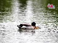 稲香湖湿地天然公園は、北京市海淀区の蘇家坨郷にある。