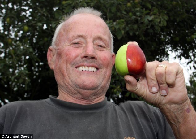 英国老人种出半红半绿的苹果 几率百万分之一[组图]