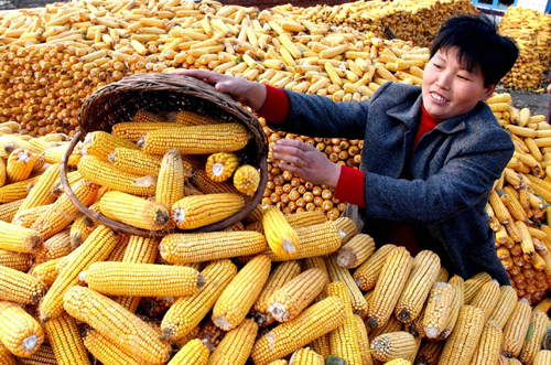 中国で、食糧は長期にわたり均衡状態を維持し、良種の普及、化学肥料の応用、機械化レベルの向上は食糧増産の効果的手段に。