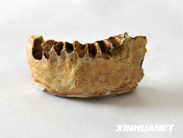 下颌骨 距今 现代人起源 多地区进化说 木榄 同位素实验室 智人洞 人类化石 江州区 非洲起源说