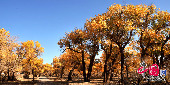 内蒙古エジン自然保護区の色づいたポプラ林