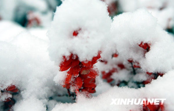 鲜花上飘落着晶莹的白雪(11月1日摄)。 