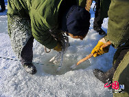 魚網(wǎng)の動きにそって多くの魚が元気よく氷の穴から跳ね出し、水しぶきが漁民の靴や上著、観光客の體、顔、カメラのレンズまで飛び散る。黒龍江省のドルボド?モンゴル族自治県では18日から冬の漁が始まり、漁民たちは伝統(tǒng)的な湖の神を祭る方法で平穏無事を祈る。