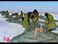 魚網(wǎng)の動きにそって多くの魚が元気よく氷の穴から跳ね出し、水しぶきが漁民の靴や上著、観光客の體、顔、カメラのレンズまで飛び散る。黒龍江省のドルボド?モンゴル族自治県では18日から冬の漁が始まり、漁民たちは伝統(tǒng)的な湖の神を祭る方法で平穏無事を祈る。