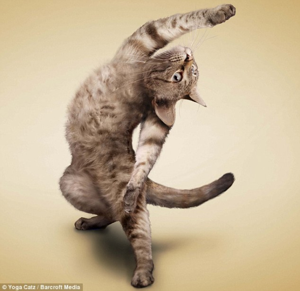 挂历猫：2010年瑜珈猫挂历必将得到所有动物爱好者的青睐