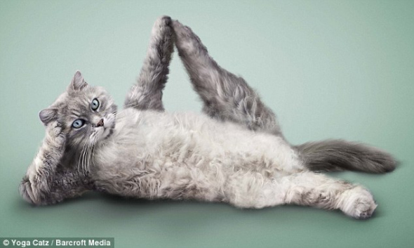 瑜珈动作真相：挂历上的有些姿势是猫类无法实现的，事实上它们是真实照片经PHOTOSHOP软件加工而来的