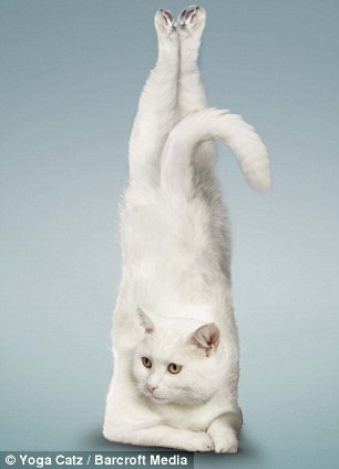 这些瑜珈猫照片是专业摄影师丹-鲍利斯和他的妻子阿莉简德拉共同合作的成果