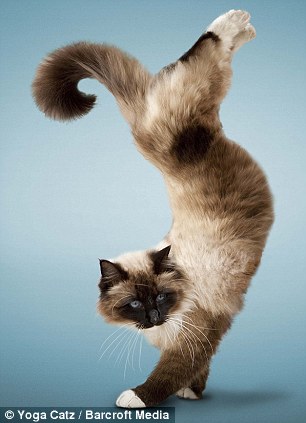 瑜珈猫挂历中可爱的猫类摆出各种高度难瑜珈动作，令人忍俊不禁