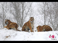 世界最大のシベリアトラ（中国語では東北虎）の繁殖拠点である東北虎林園は、黒竜江省の省都であるハルビン市の松花北岸にあり、太陽島と隣接している。