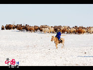 数度かの大雪で雪と氷の世界が広がった内蒙古自治区のシリンゴル草原。ここに暮らすモンゴル人は、厳寒の中でも相変わらず放牧をし、彼らが心から愛する草原の家畜たちはとても力強い。そして草原と羊飼い、家畜は共に和やかな生命の交響曲を奏でている。