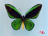 中国には約1300種の蝶がいるが、希少な蝶は主に四川省、広西チワン族自治区、雲南省や海南島などに生息している 