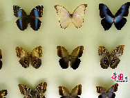 中国には約1300種の蝶がいるが、希少な蝶は主に四川省、広西チワン族自治区、雲南省や海南島などに生息している