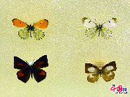 中国には約1300種の蝶がいるが、希少な蝶は主に四川省、広西チワン族自治区、雲南省や海南島などに生息している