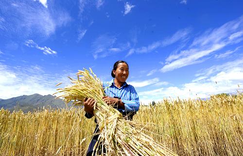 チベット農(nóng)牧民の収入が7年連続で2ケタ増