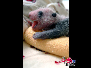 生後15日のパンダの赤ちゃん 
