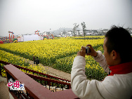 ここ数日の気温の上昇により、重慶市ではアブラナが花を咲かせた。瓊江の近くにある潼南崇龕アブラナ観光地は重慶市で唯一の、空中からもアブラナを観賞できる場所だ。多くの市民たちは週末になると、アブラナを観賞しに家族と一緒にここを訪れる。