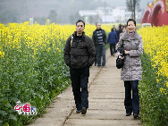 ここ数日の気温の上昇により、重慶市ではアブラナが花を咲かせた。瓊江の近くにある潼南崇龕アブラナ観光地は重慶市で唯一の、空中からもアブラナを観賞できる場所だ。多くの市民たちは週末になると、アブラナを観賞しに家族と一緒にここを訪れる。