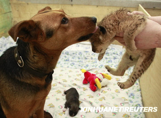 孤児のライオンに乳を飲ませる母犬 Japanese China Org Cn