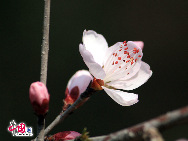 例年より気温が低いため、今年は4月中旬になって、やっと春の息吹が感じられるようになった。写真はみごとに咲き、頤和園をきれいに飾る桃の花。　｢中国網日本語版(チャイナネット)｣2010/04/08 