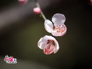 例年より気温が低いため、今年は4月中旬になって、やっと春の息吹が感じられるようになった。写真はみごとに咲き、頤和園をきれいに飾る桃の花。　｢中国網日本語版(チャイナネット)｣2010/04/08 