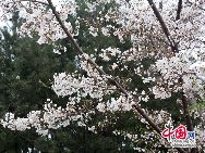 中国日本商会、北京日本人会、日本大使館が開催した「桜を見る会」が17日、在中国日本大使公邸で行われた。この会には、各分野で活躍している日本留学経験者や日本関係の仕事に携わる経済人、文化人など数百人が招かれ、満開の桜を観賞した。