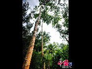 中国で最初に4A(AAAA)級に指定された海南省にある興隆熱帯植物園は、約2000種の熱帯植物が栽培され、観光地としてだけではなく科学の研究や普及の基地でもある。