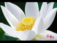 福建省廈門（アモイ）市にある南普陀寺の蓮の花が満開の季節を迎えた。約0.6ヘクタールの池には、1000近くの蓮や睡蓮、約10種類の水生植物が咲き誇り、アモイ市では最大の水生植物の群落地になっている。 
