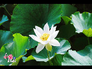 福建省廈門（アモイ）市にある南普陀寺の蓮の花が満開の季節を迎えた。約0.6ヘクタールの池には、1000近くの蓮や睡蓮、約10種類の水生植物が咲き誇り、アモイ市では最大の水生植物の群落地になっている。 