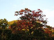 紅葉を見るために、ある土曜日の朝、新幹線に乗って京都に向かった。