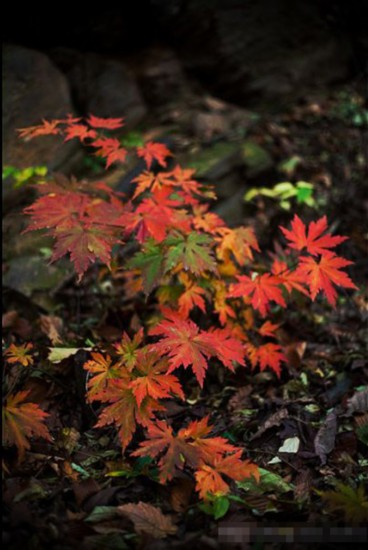 南山の紅葉