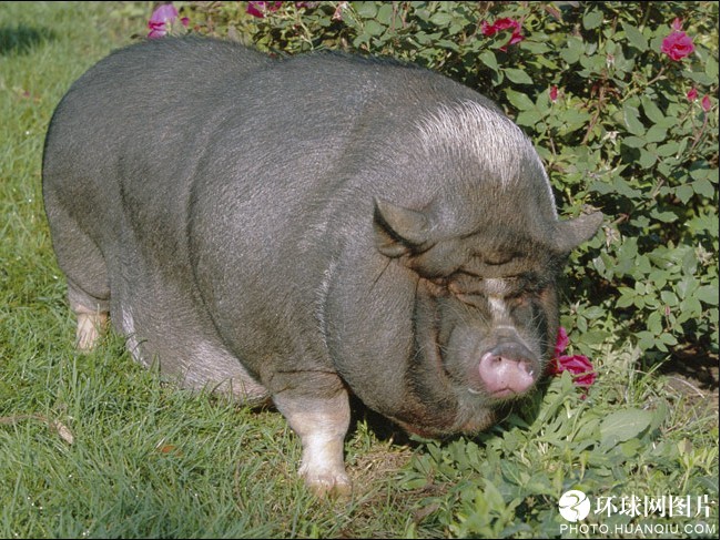 英国《太阳报》评选世界十大最胖动物[高清]