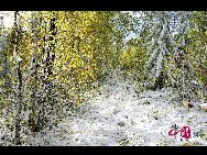 急に降った秋の雪は、もともと絵画のようだった大興安嶺をデンマークの童話に変身させた。