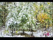 急に降った秋の雪は、もともと絵画のようだった大興安嶺をデンマークの童話に変身させた。