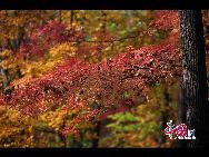 黒龍江省ハルビン市から東南に65キロ離れた場所にある松峰山は、広さ15.8平方キロで、秋になると紅葉が山を覆い、美しくて非常に壮観な景色が楽しめる。