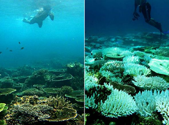 苏门答腊珊瑚礁漂白