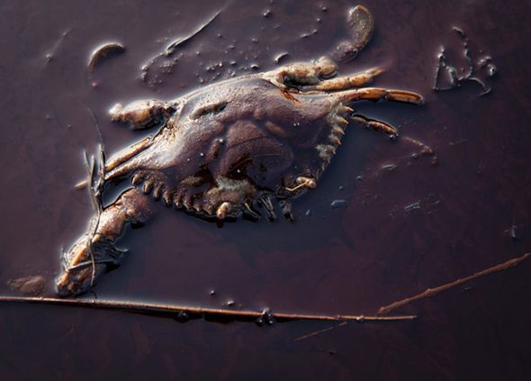 路易斯安那油污中的死蟹