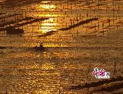 黄金の海原