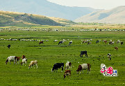 内モンゴルの烏蘭布統草原