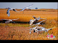 黒龍江省チチハルにある扎龍自然保護区の10月は、錦のように水も空も真っ青で、一面に黄金の葦や白い葦の花が広がっている。広大な水域の扎龍湿地には、葦の沼がはるか遠くまで続いており、湖も多く点在している。1992年には国際的に重要な湿地に登録された。 「中国網日本語版（チャイナネット）」2010年11月1日 