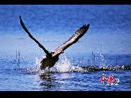 黒龍江省チチハルにある扎龍自然保護区の10月は、錦のように水も空も真っ青で、一面に黄金の葦や白い葦の花が広がっている。広大な水域の扎龍湿地には、葦の沼がはるか遠くまで続いており、湖も多く点在している。1992年には国際的に重要な湿地に登録された。 「中国網日本語版（チャイナネット）」2010年11月1日 