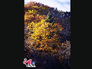 吉林省の蛟河市は温帯性大陸性気候で四季がはっきりしている。春は風がよく吹き、夏は暑くて雨量が多く、秋はさわやかで、冬は寒い。秋が深まってきた蛟河に朝日が注ぐ様子は、心奪われるほど美しい。「中国網日本語版（チャイナネット）」2010年11月1日