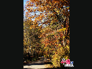 吉林省の蛟河市は温帯性大陸性気候で四季がはっきりしている。春は風がよく吹き、夏は暑くて雨量が多く、秋はさわやかで、冬は寒い。秋が深まってきた蛟河に朝日が注ぐ様子は、心奪われるほど美しい。「中国網日本語版（チャイナネット）」2010年11月1日