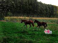 野鴨湖」は北京市延慶県の西北部に位置しており、北側には燕山の山脈が近くにあり、南側は太行山と接している。東南側には雄大な八達嶺長城があるという。「中国網日本語版（チャイナネット）」2010年11月3日